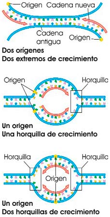 Mecanismos de replicación