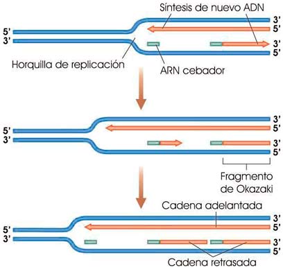 Fomación de fragmentos de Okazaki