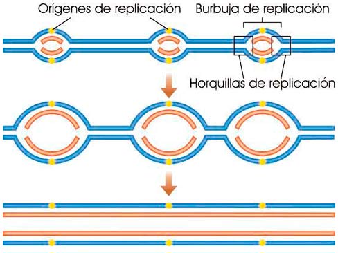 Burbujas de replicación