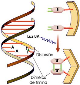 Radiación UV