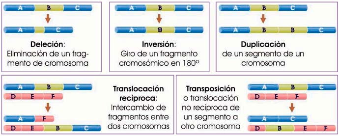 Mutaciones cromosómicas