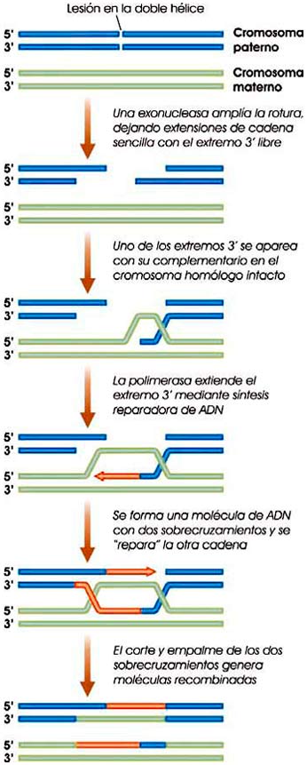 Reparación por recombinación homóloga