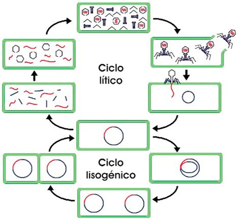 Ciclos lítico y lisogénico