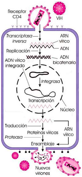 Ciclo del VIH