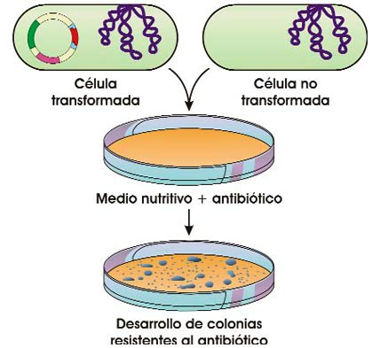 Selección de colonias recombinantes