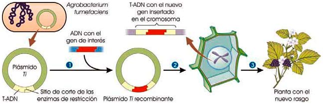 Transferencia de genes con plásmido Ti