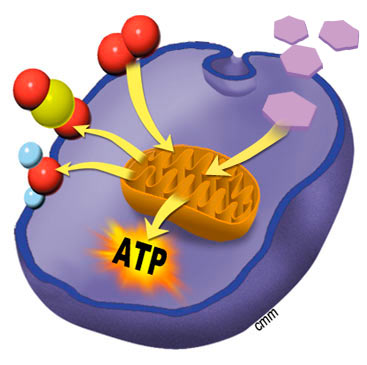 Mitocondria y respiración