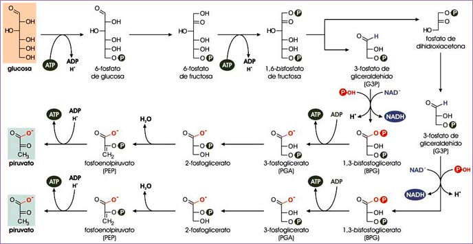 Reacciones de la glucólisis