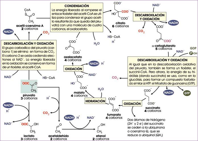 Reacciones del piruvato