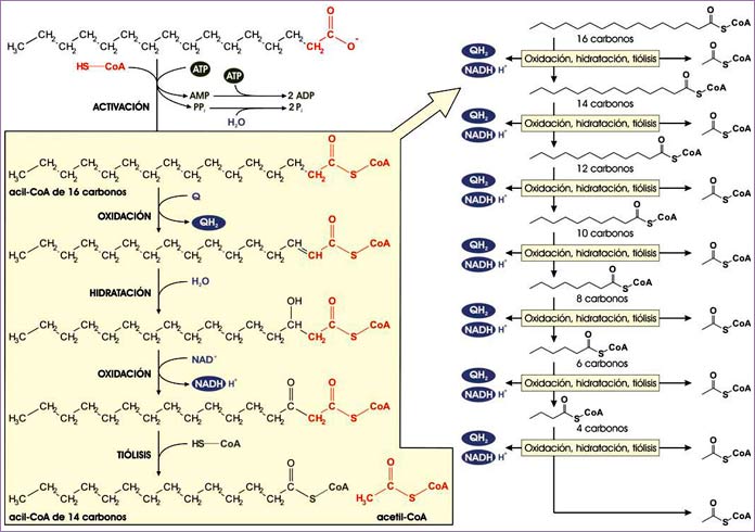 β-oxidación de un ácido graso