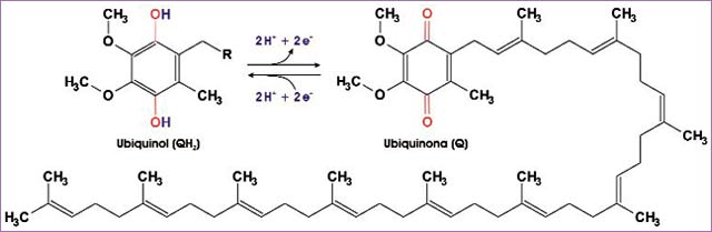 Coenzima Q
