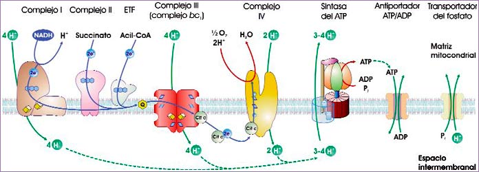 Cadena respiratoria