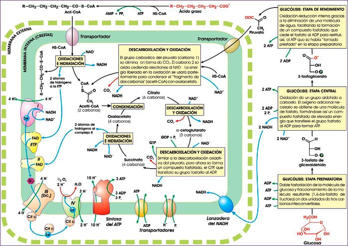 Metabolismo mitocondrial