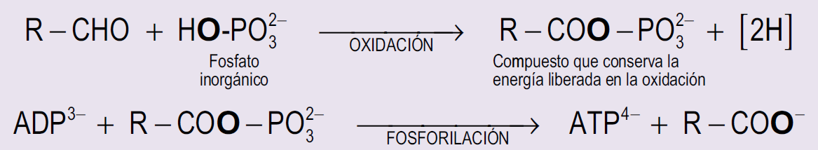 Ecuación 10