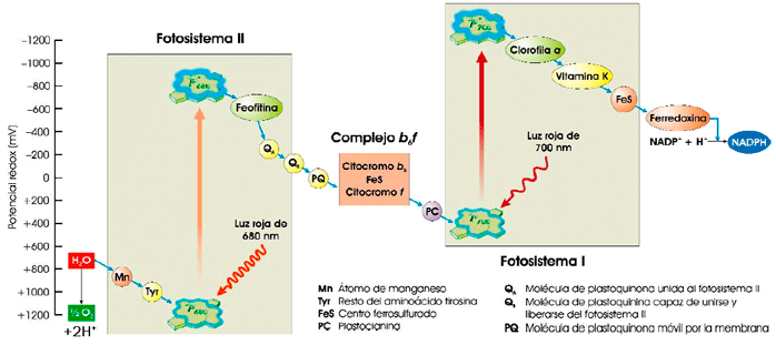 Esquema en Z