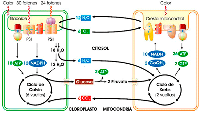 Esquema final del ciclo del carbono