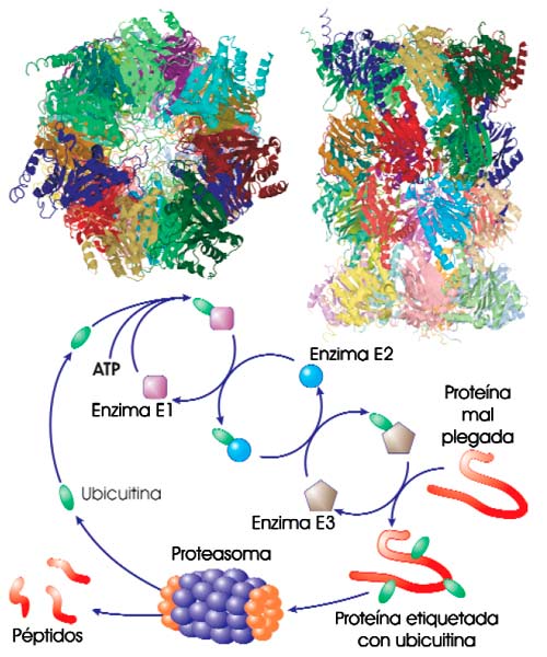 Modelo de un proteasoma