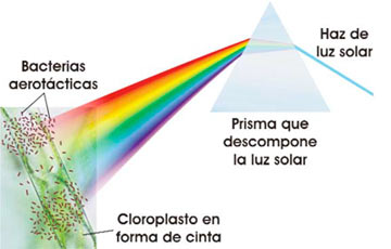 Experimento de Engelmann