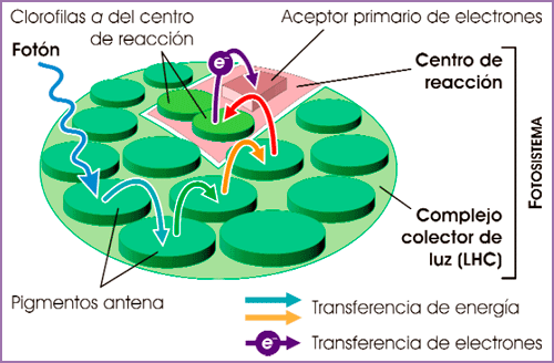 Estructura de un fotosistema