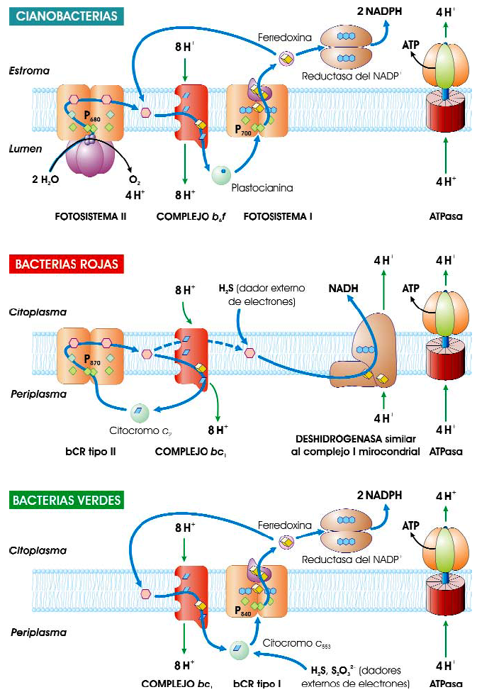 Fotosíntesis en bacterias