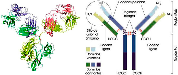 Molécula de un anticuerpo
