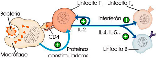 Activación de linfocitos T colaboradores