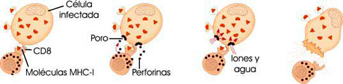 Actuación de linfocitos T citotóxicos