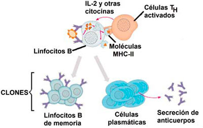 Activación de linfocitos B