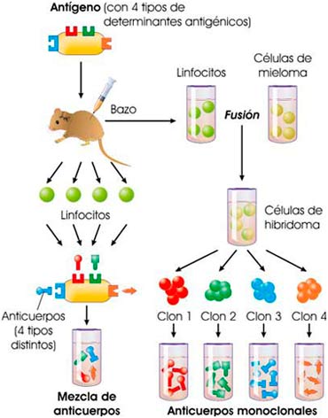 Obtención de anticuerpos monoclonales