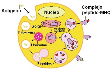 Presentación del complejo MHC II