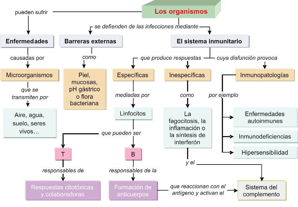 Mapa conceptual