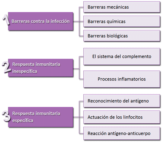 La respuesta ante una infección