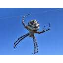 <em>Argiope lobata</em>. Punta Entinas-Sabinar (Almería). Foto cmm