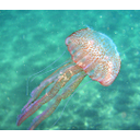 <em>Pelagia noctiluca</em>. Parque Natural Cabo de Gata-Níjar (Almería). Foto cmm.