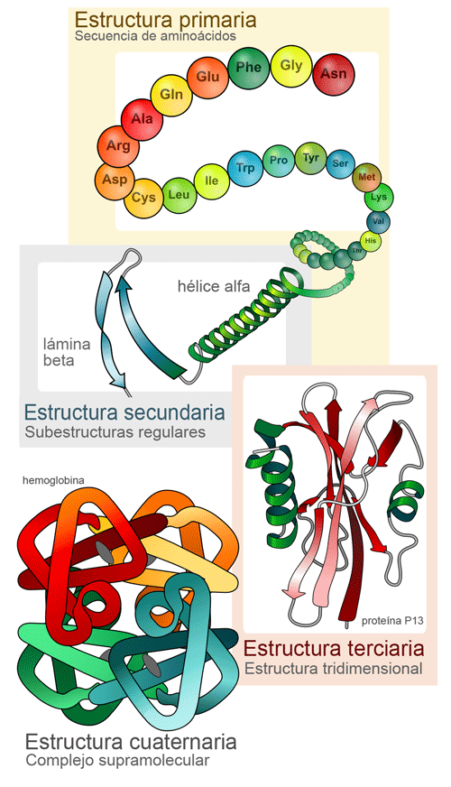 Estructuras de las proteínas