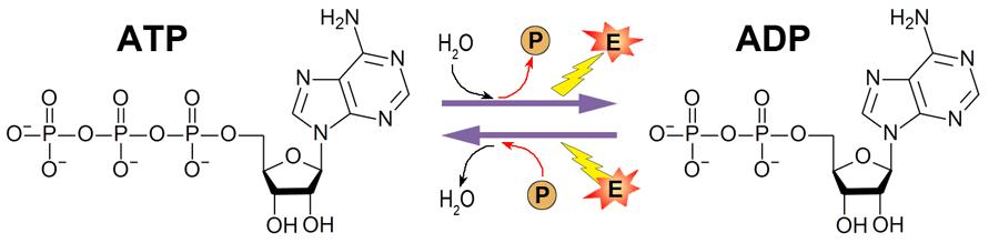 ATP y ADP