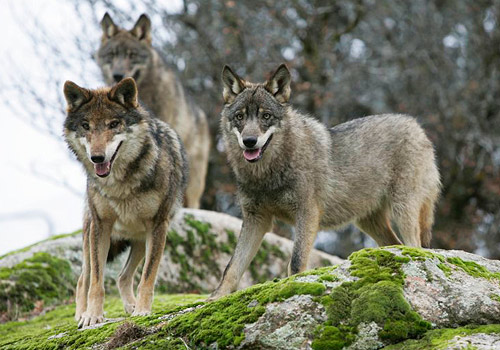 Lobos. Población