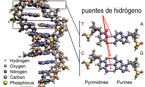 Enlaces de hidrógeno en el ADN