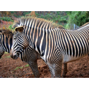 Cebra de Grevy (<em>Equus grevyi</em>). Parque de Cabárceno (Cantabria). Foto cmm.