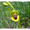 <em>Ophrys lutea</em>, una 