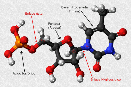 Estructura de un nucleótido