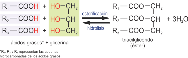 esterificación