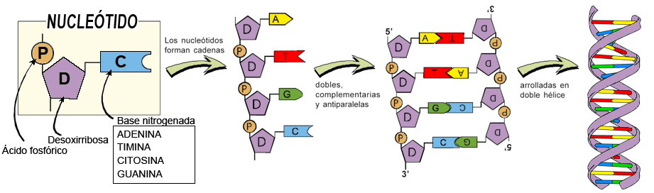 Estructura del ADN