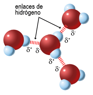 Enlaces de hidrógeno entre moléculas de agua