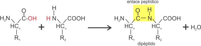 Enlace peptídico