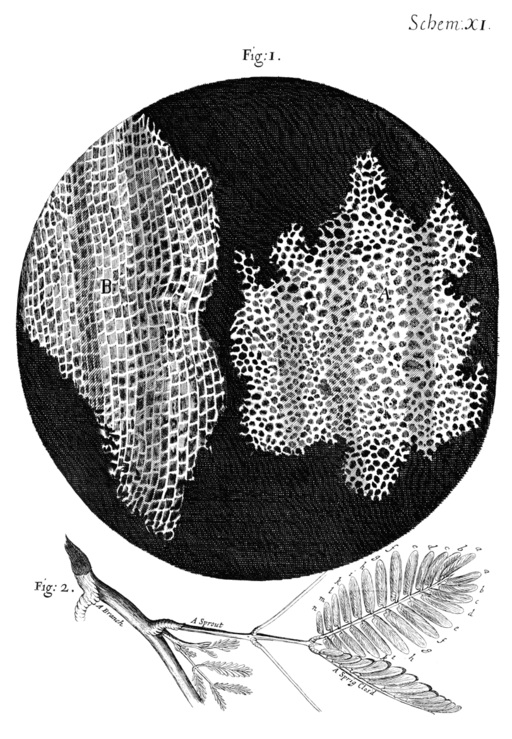 Dibujo de R. Hooke