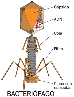 Bacteriófago