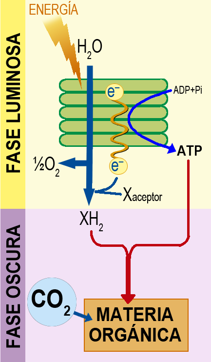 Fases de la fotosíntesis