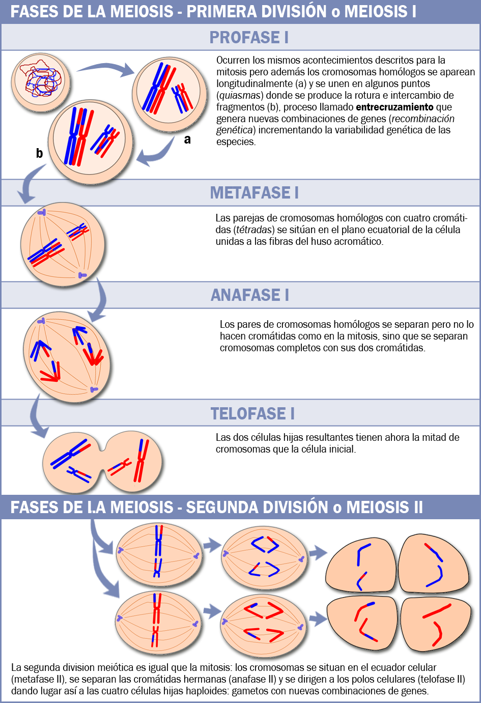 Fases de la meiosis