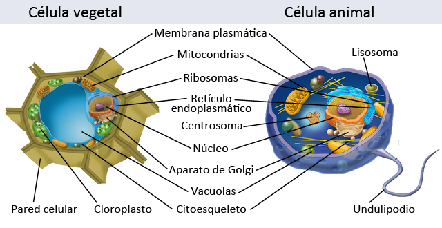 Orgánulos de las células vegetal y animal